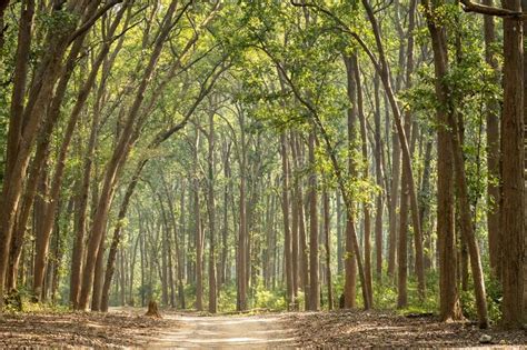 Scenic View or Scenery of Terai Forest Landscape with Ramganga River ...