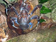 Australian Coconut Crab Edible - Marcus Reid