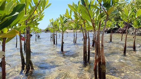 Mangrove Restoration Project