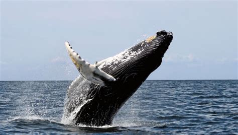 Greenland Begins Whale Hunt, Illegally – Mother Jones