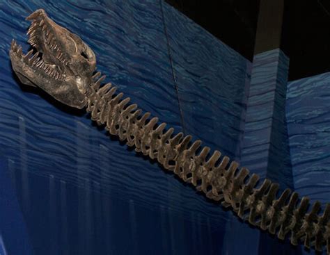 Elasmosaurus - Fossil Wiki, the paleontology wiki