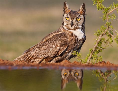 Great Horned Owl | Audubon Field Guide