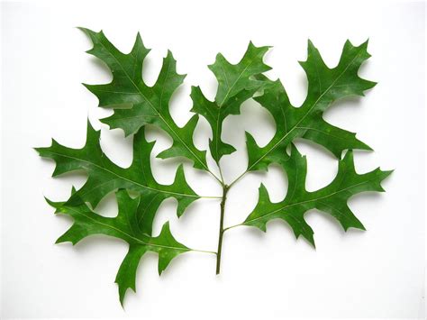 Pin Oak Quercus Palusteris Sussex Conservation District ...