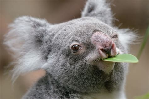 9 Things You Didn't Know About Koalas