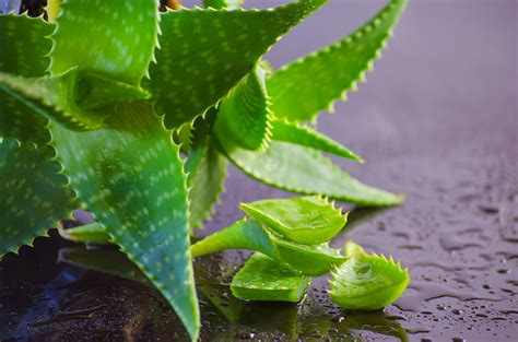 Aloe Vera Plant Care » Growing The Multifunctional Plant