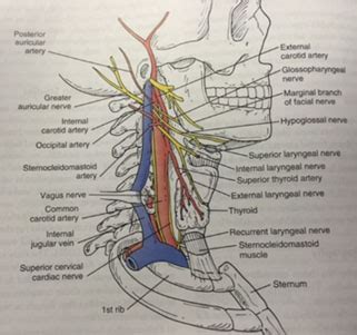 Carotid Endarterectomy Technique | Society for Vascular Surgery