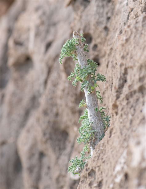 Socotra Cucumber Tree (Dendrosicyos socotranus) | Morten Ross