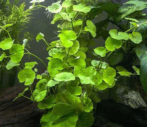 Hydrocotyle Leucocephala – Live Aquarium Plants Tropical Lincolnshire ...