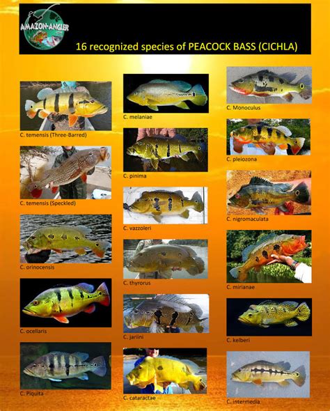 Peacock Bass Species