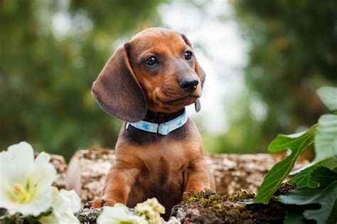 Dash In For Our Adorable Dachshund Puppies! - Furry Babies