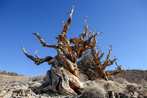 The oldest trees in the world (top 6, ranked) | BBC Science Focus