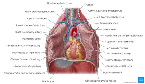 Lung Anatomy - Physiopedia