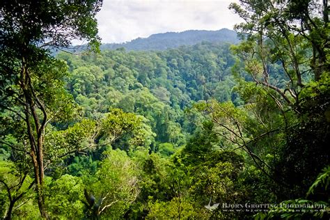 Indonesia, Sumatra. Bukit Lawang. Rainforest | Bjorn Grotting Photography