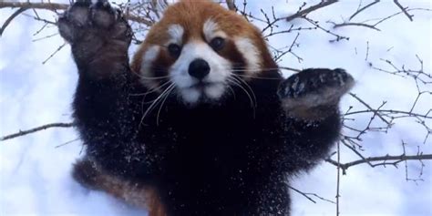 These Red Pandas Playing In The Snow Will Make Your Day | HuffPost UK