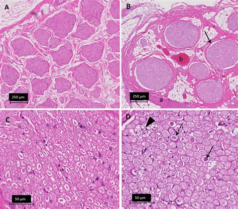 Light microscopy images of nerves, H&E staining. A Untreated peripheral ...