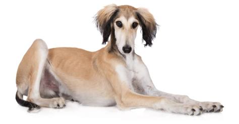 Saluki vs Borzoi: 5 Key Differences - A-Z Animals