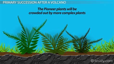 Primary Succession Definition, Stages & Examples - Video & Lesson ...