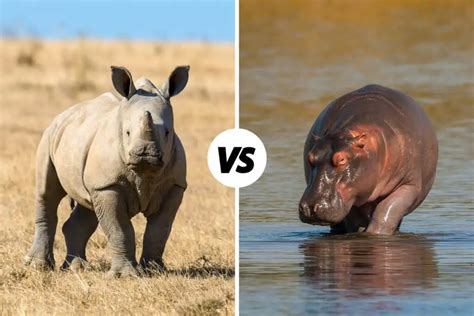 Hippo vs Rhino: Differences And Similarities