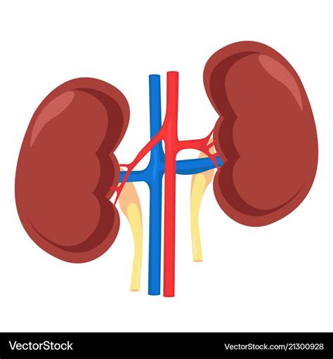 Kidney Anatomy Svg