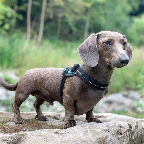 Everything You Need To Know About An Isabella Dachshund - The Goody Pet