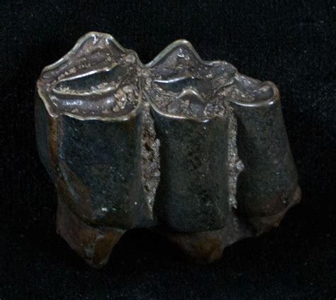 Pleistocene Camel Tooth - Florida For Sale (#3762) - FossilEra.com