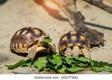 2,186 Turtle Eats Vegetables Images, Stock Photos & Vectors | Shutterstock