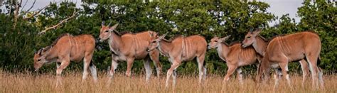 16 Types of Antelope: Species, Habitats, Diets