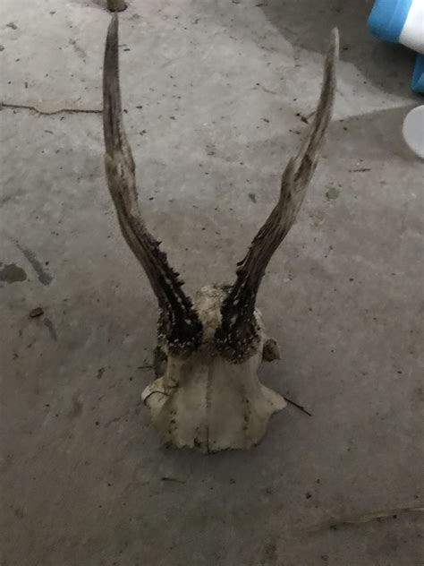 What to do with antlers?(rest in comments) : r/Taxidermy