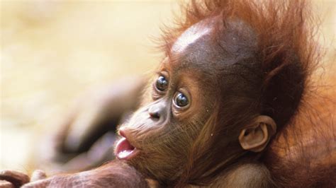 In Photos: Baby Monkeys and Apes | Photo Galleries | Eden Channel