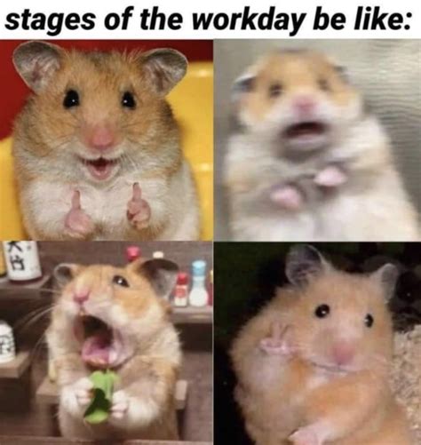 workday | Scared Hamster | Know Your Meme