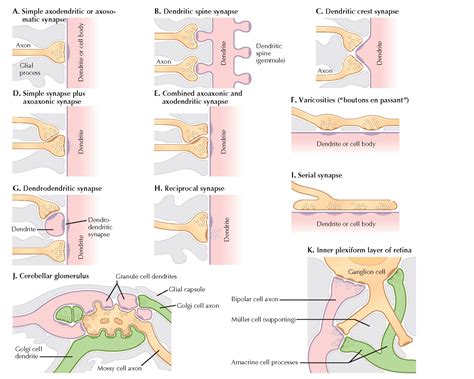 TYPES OF SYNAPSES - pediagenosis