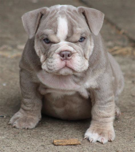 French Bulldog Mix With Pitbull Puppies - 15 Unreal English Bulldog ...