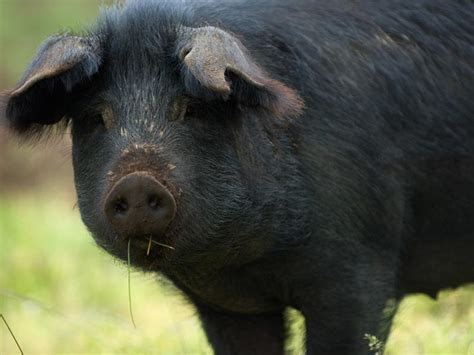 Parco Naturale dei Nebrodi: Autochthonous Breed and Meat: Nebrodi Black Pig