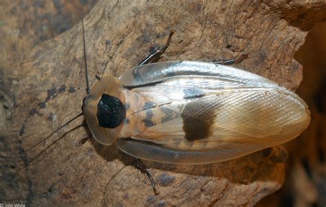 Blaberus giganteus (Giant cockroach)