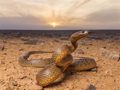 Inland taipan: up close and personal with the world’s most venomous snake