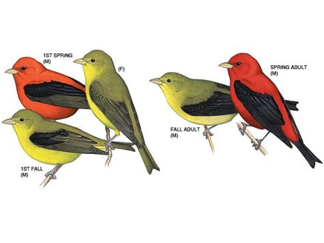 Illustration: Scarlet tanager | Scarlet tanager, Backyard birds, Animals