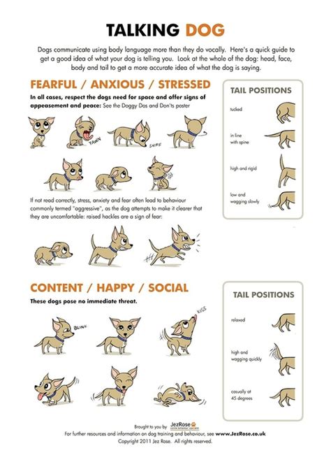 What Do Different Tail Wags Mean For Dogs