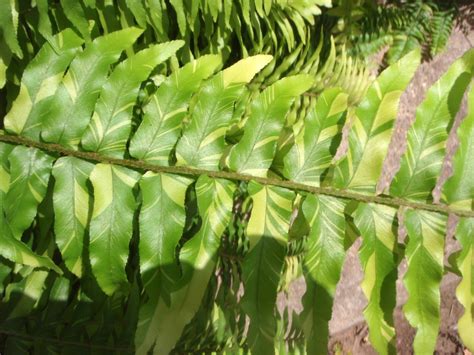 Nephrolepis exaltata (Bostonfern, Boston Fern, Dwarf Feather Palm ...