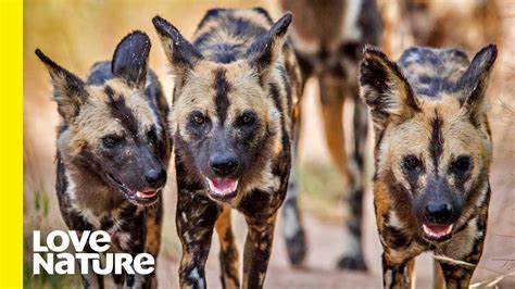 Meet The Largest Wild Dog Pack at South Luangwa | Love Nature - YouTube