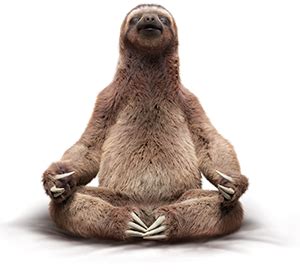 Sloth PNG transparent image download, size: 300x272px