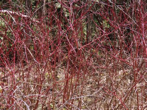 Red Osier Dogwood - Cornus Stolonifera: Substitute Willow of Edible ...