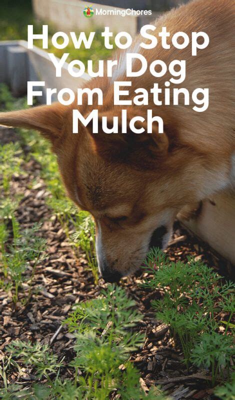 How to Stop Your Dog From Eating Garden Mulch | Dogs, Bored dog, Dog ...