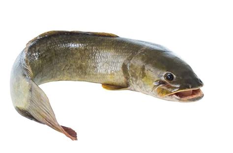 Bowfin Fish Facts | Amia calva | AZ Animals