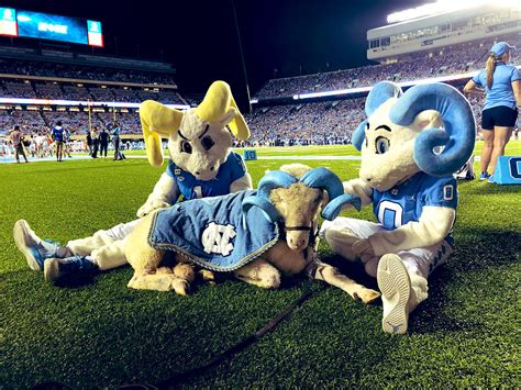 The story of Rameses | UNC-Chapel Hill