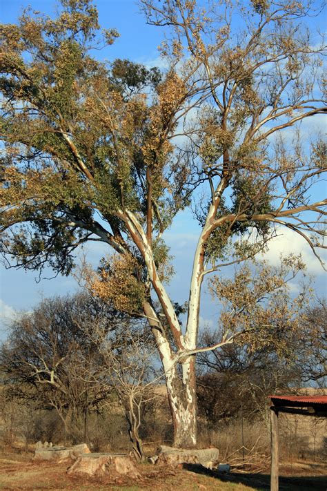 Employ Eucalyptus to Purify Your House – Telegraph