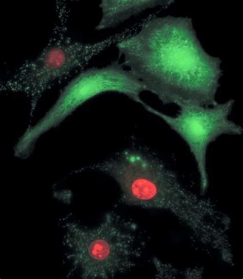 Invitrogen Molecular Probes LIVE/DEAD Viability/Cytotoxicity Kit, for ...