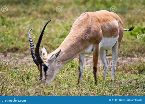 Grant s Gazelle stock image. Image of nature, plain, african - 11341163