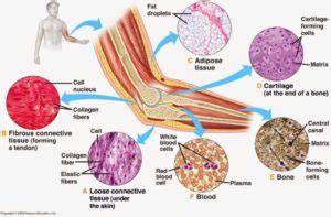 Connective Tissue: Blood. Bones, Areolar Tissue with Example and Videos