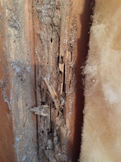 Termite damage inside of wall | Termite damage, Termites, Insects