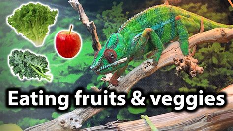 What Fruits Can Chameleons Eat?